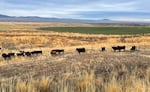 Cattle graze fields near Ironside, Oregon on Nov. 16, 2021.