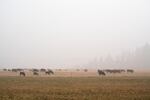 FILE - Cows graze in a field covered in dense smoke from the nearby Riverside Fire on Sept. 14, 2020 in Logan, Ore.