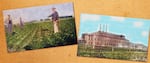 Old photos of a sugar beet farm and a sugar factory.