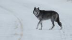 File photo of a wolf in Yellowstone National Park in Wyoming.