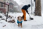 Riley, a 13-year-old Miniature Australian Shepherd, stands guard as her owner Jase Carter clears snow in front of their home along Arsenal Street on Sunday, Jan. 5, 2025, in south St. Louis.