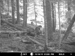 Image of what ODFW believes is Wolf OR-7, taken by trail camera Nov. 14, 2011 south of Willow Lake, Jackson County, Oregon. 