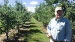 Frank Peryea, Washington State University professor emeritus, shows off apples that have been infested by coddling moth caterpillars on an experimental plot at the university’s Tree Fruit Research & Extension Center.