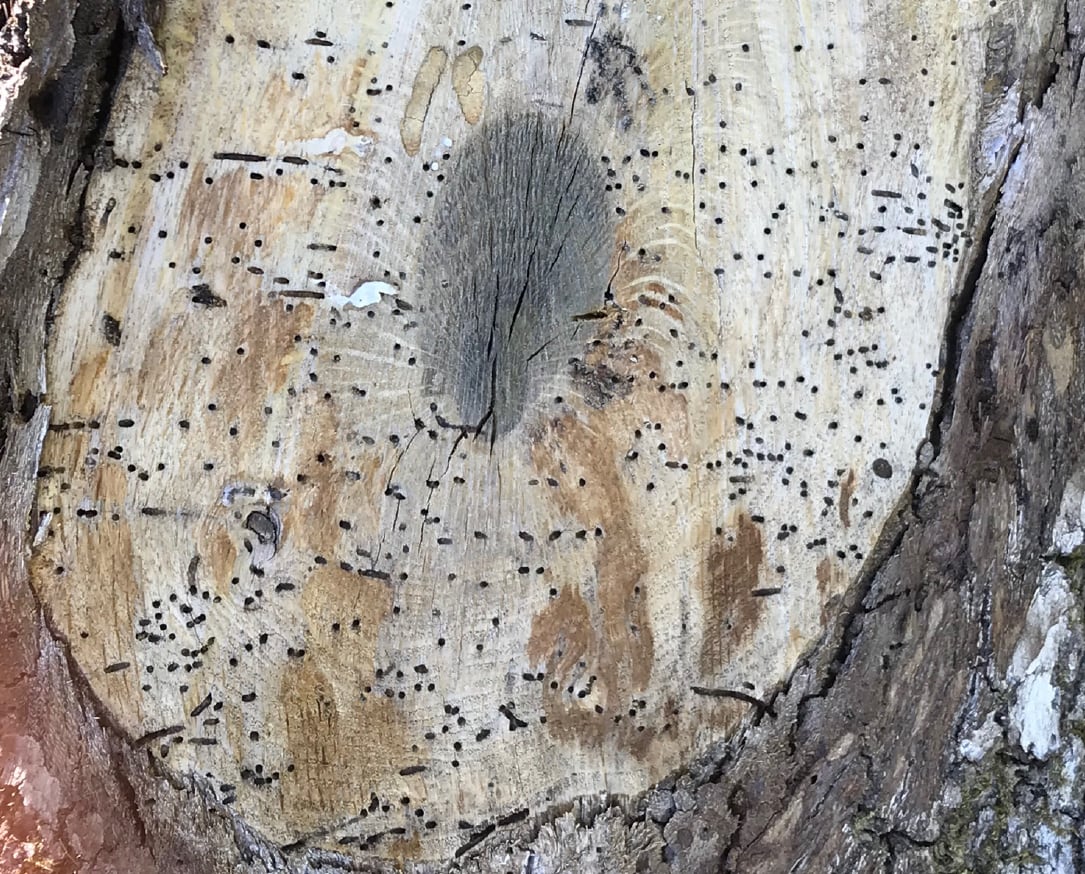 The Mediterranean oak borer leaves small, round holes in the cut face of wood.