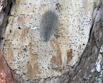 A tree trunk where a branch has been cut, showing several dark holes.