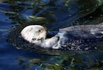 Presently, the only places to see sea otters in Oregon are at the Oregon Zoo and the Oregon Coast Aquarium, where this guy lives.