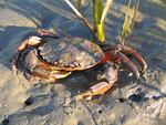 European green crab, Puget Sound in Washington state.