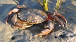 European green crab, Puget Sound in Washington state.