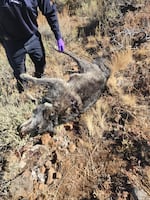 A photo shows OR-88, the breeding female gray wolf of the Lookout Mountain pack, deceased with a wound on her right shoulder.