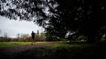 A man runs on Pre's Trail through Alton Baker Park in Eugene, Ore., Saturday, Jan. 19, 2019.
