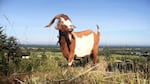 Briana Murphy's goats can clear 150 pounds of foliage a day.