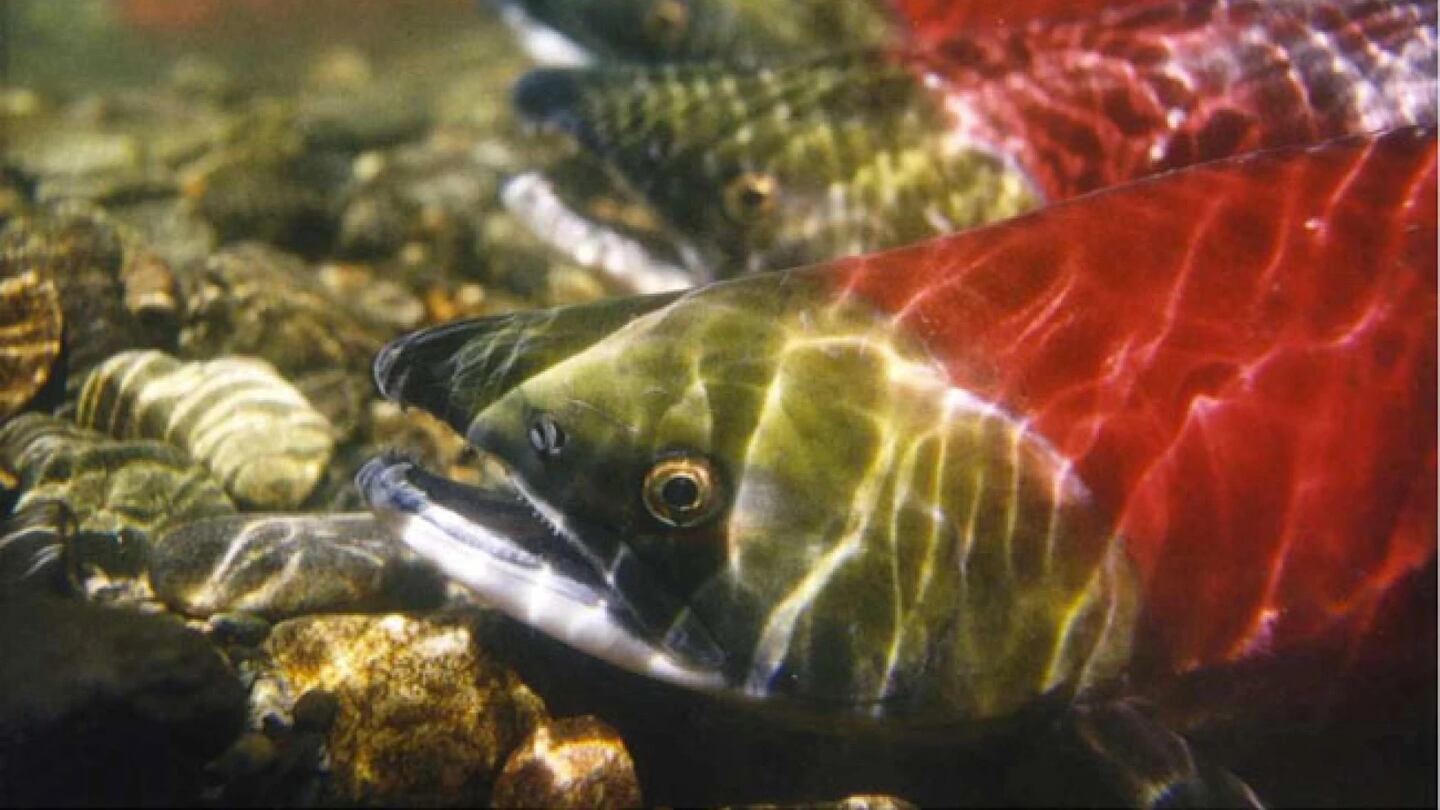 Biden administration promises $200 million to help reintroduce salmon in Columbia  River - OPB