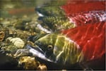 An undated file photo of sockeye salmon.