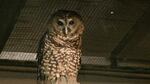 Polka, a 26 year old spotted owl at the high desert museum in Bend. He and his mate were among the only spotted owls to reproduce in captivity. 