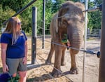 Chendra, a female Bornean elephant at the Oregon Zoo, gets a treat of bok choy from elephant keeper Aimee Bischoff during a visual exam performed by Oregon Zoo head veterinarian Dr. Carlos Sanchez on Aug. 18, 2023.