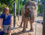 Chendra, a female Bornean elephant at the Oregon Zoo, gets a treat of bok choy from elephant keeper Aimee Bischoff during a visual exam performed by Oregon Zoo head veterinarian Dr. Carlos Sanchez on Aug. 18, 2023.