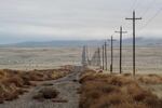 Invasive tumbleweeds grow in disturbed areas on the Hanford Reach National Monument near Richland, Wash.