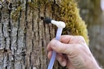 Instead of tapping maple trees with buckets, modern growers tap with UV resistant, food grade tubes and a vacuum pump.