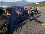 A blue whale washed up on a beach in southern Oregon after it died.  