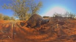 A sunny day in the desert, with a pangolin in center screen in the sand, and a few spare shrubs in the background.