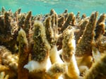 This photo supplied by the Great Barrier Reef Marine Park Authority (GBRMPA) shows diseased corals at a reef in the Cairns/Cooktown on the Great Barrier Reef in Australia, April 27, 2017.