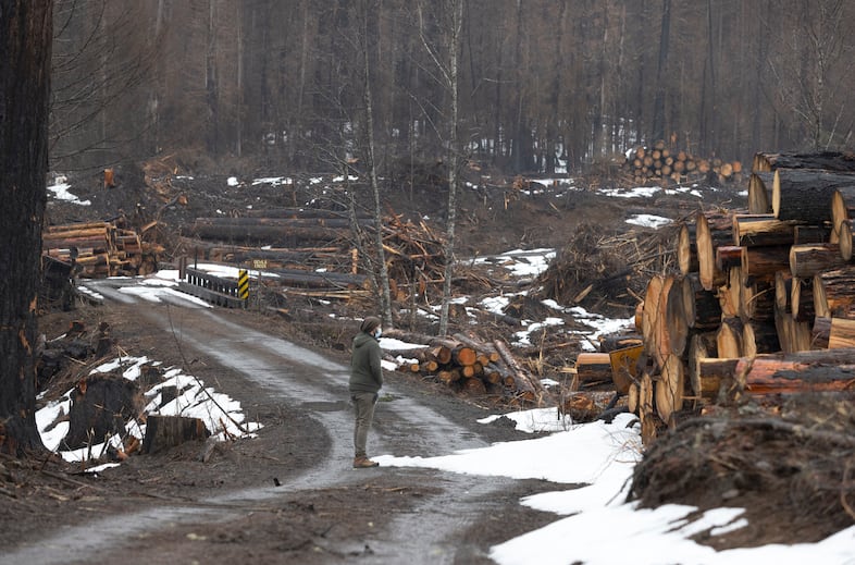 Jon Haas, finance director for Breitenbush Hot Springs, looks over the logged area near Breitenbush Hot Springs, March 5, 2021. The area was destroyed by the Beachie Creek and Lionshead fires in 2020.