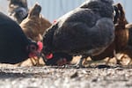 Some 3.5 million chickens, turkeys and ducks have had to be destroyed because of bird flu outbreaks in the last 30 days.