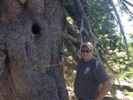 Forest Service silviculturist Russell Oakes seeks to protect the Umpqua National Forest's whitebark pines, which face threats from blister rust, mountain pine beetles and climate change.