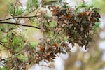 Butterflies sit on a pine tree at Monarch Grove Sanctuary in Pacific Grove, Calif. Researchers say that the population of western monarch butterflies is well below what it used to be. (AP Photo/Nic Coury,File)