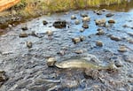 A fall-run Chinook salmon seen on Oct. 16, 2024, in a tributary of the Klamath River located above the former J.C. Boyle Dam. The fish is the first to return to the Klamath Basin in Oregon in more than a century, following the recent removal of the four dams on the Klamath River.