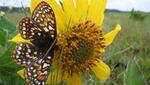 The Taylor's checkerspot butterfly depends on prairie grassland to survive in Oregon and Washington. It is gaining added protection under the Endangered Species Act.