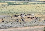 Horses grazing along the banks of the Klamath River, July 26, 2024.