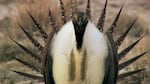 A male sage grouse inflates the air sac in his chest as part of a mating dance.