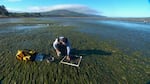 OSU researcher Caitlin Magel takes samples from an eelgrass bed in Netarts Bay, OR.