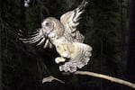 FILE - A northern spotted owl flies after a mouse jumping off the end of a stick in the Deschutes National Forest near Camp Sherman, Ore., May 8, 2003.