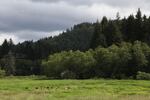 Elk lounge in the grass in the Dean Creek Elk Viewing Area.