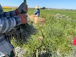 At Lovejoy Farms, women work to bundle flowers in the fields for home decor brokers and sellers, like Bloomist.