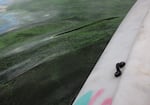 Cyanobacteria colonies near the Swan Island basin in the Willamette.