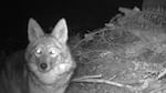 A coyote passes by a game camera in Seward Park.