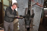 FILE - Dave Diehl tags incoming cattle at Larson Farms/Midwest Feeders, one of the largest ranches in Illinois, Wednesday, April 25, 2012, in Maple Park, Ill. Electronic ear tags have helped the traceability of animals after the mad cow disease scare in Washington two decades ago.