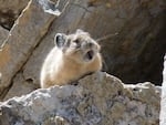 American pika making its distinctive call.