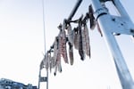 Some pieces of fish left to dry in Ilulissat Harbor.