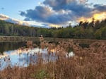 New York's Adirondack Park has seen a dramatic "rewilding" over the last century, designed to protect habitat. Welz believes projects like this all over the world could help ecosystems heal.