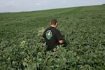 Ian Stamy, 38, walks into a field filled with the green leaves of crops, in Mechanicsburg, Pennsylvania, on August 12, 2026. He walks with his back to the camera, and the crops come up to his waist.