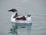 Marbled murrelets are seabirds that nest in older forests along the West Coast.