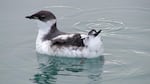 Marbled murrelets are seabirds that nest in older forests along the West Coast.