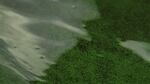 Toxins associated with high concentrations of blue-green algae can be toxic to humans and animals alike.