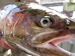 close-up of steelhead face