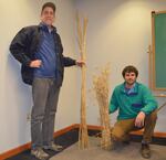 Steven Jones (left) and Colin Curwen-McAdams compare the tall stalks of Salish Blue with conventional wheat stalks.