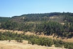 The hills around Moiser, Ore., still bear the scars from the 2020 Mosier Creek Fire on July 13, 2026. The wildfire burned 985 acres of Wasco County.